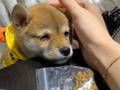 -逗柴咖啡屋·狗咖猫咖宠物桌游