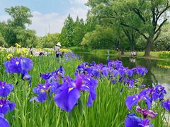 -上海共青森林公园