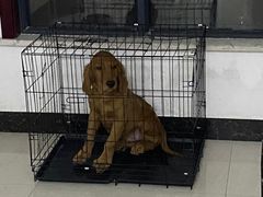 -宠颐生宠物医院·心肾内科·猫专科诊疗中心宠巢店