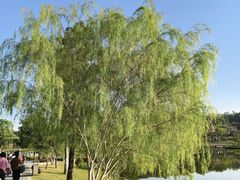 -东莞植物园