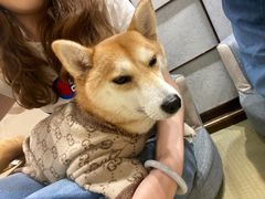 -逗柴咖啡屋·狗咖猫咖宠物桌游