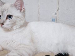 -1013 PET SHOP 宠物商店(近铁城市广场店)