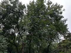 -元大都城垣遗址公园