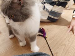 -1013 PET SHOP精品宠物商店(丁香店)