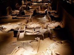 -洛阳周王城天子驾六博物馆