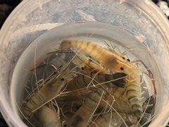 -DGE季风钓虾营地·团建·聚会
