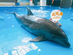 -锦艺城海洋馆