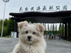 -黄海国家森林公园