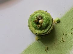 抹茶柚子蛋糕-Oyster Talks 四度蚝法餐厅