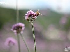 -紫海香堤香草艺术庄园