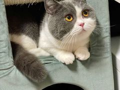 -猫大福·Fortune Cat猫舍(百子湾店)