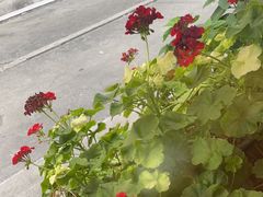 -节节香.成都非遗肥肠粉(总店)