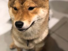 -柴务处·柴犬主题狗咖