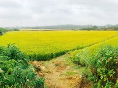 -武汉紫薇都市田园