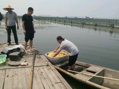 -阳澄湖大闸蟹海参(翟营大街总店)