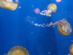 -烟台海昌鲸鲨海洋公园