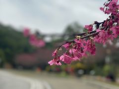 -广州市流溪河国家森林公园