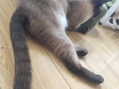 -Cappucimeow猫咪咖啡馆(韦伯时代店)