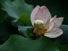 -四川大学(华西校区)