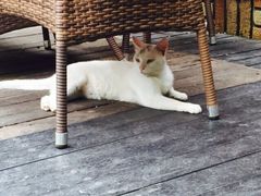 衡山马勒别墅饭店-马勒别墅饭店(静安寺店)