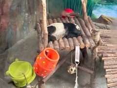 -青藏高原野生动物园