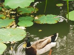 -洛阳市隋唐城遗址植物园