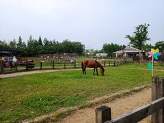 -田园东方蜜桃村的田野营地