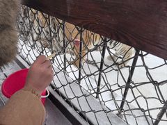 -横道河子东北虎林园