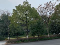 -美丽洲堂