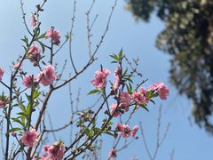 -桃花涧