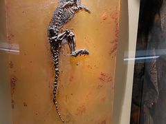 -辽宁古生物博物馆