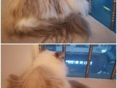 -有喵·猫咖·狗咖·30几只猫10只小狗(岗厦店)