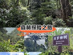 -海南热带雨林国家公园吊罗山景区
