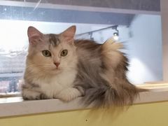 -Meowの猫咖(万家丽店)