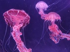 -珠海长隆海洋王国