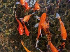 -尺山寸水日料(马桥满天星店)