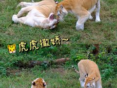 -济南野生动物世界