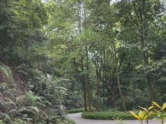-广州市帽峰山景区