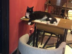 -猫色咖啡·猫咖