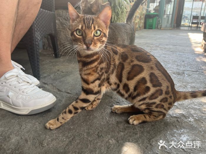 喵屿·大理花园猫咖图片