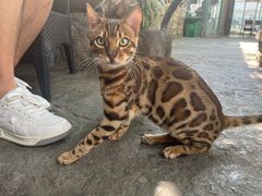 -喵屿·大理花园猫咖
