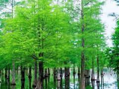 -白鹭湾湿地公园