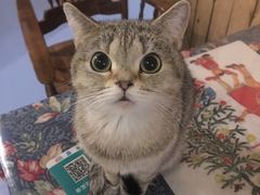 -猫色咖啡·猫咖