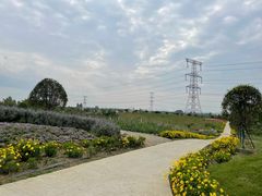 -紫颐香薰山谷景区