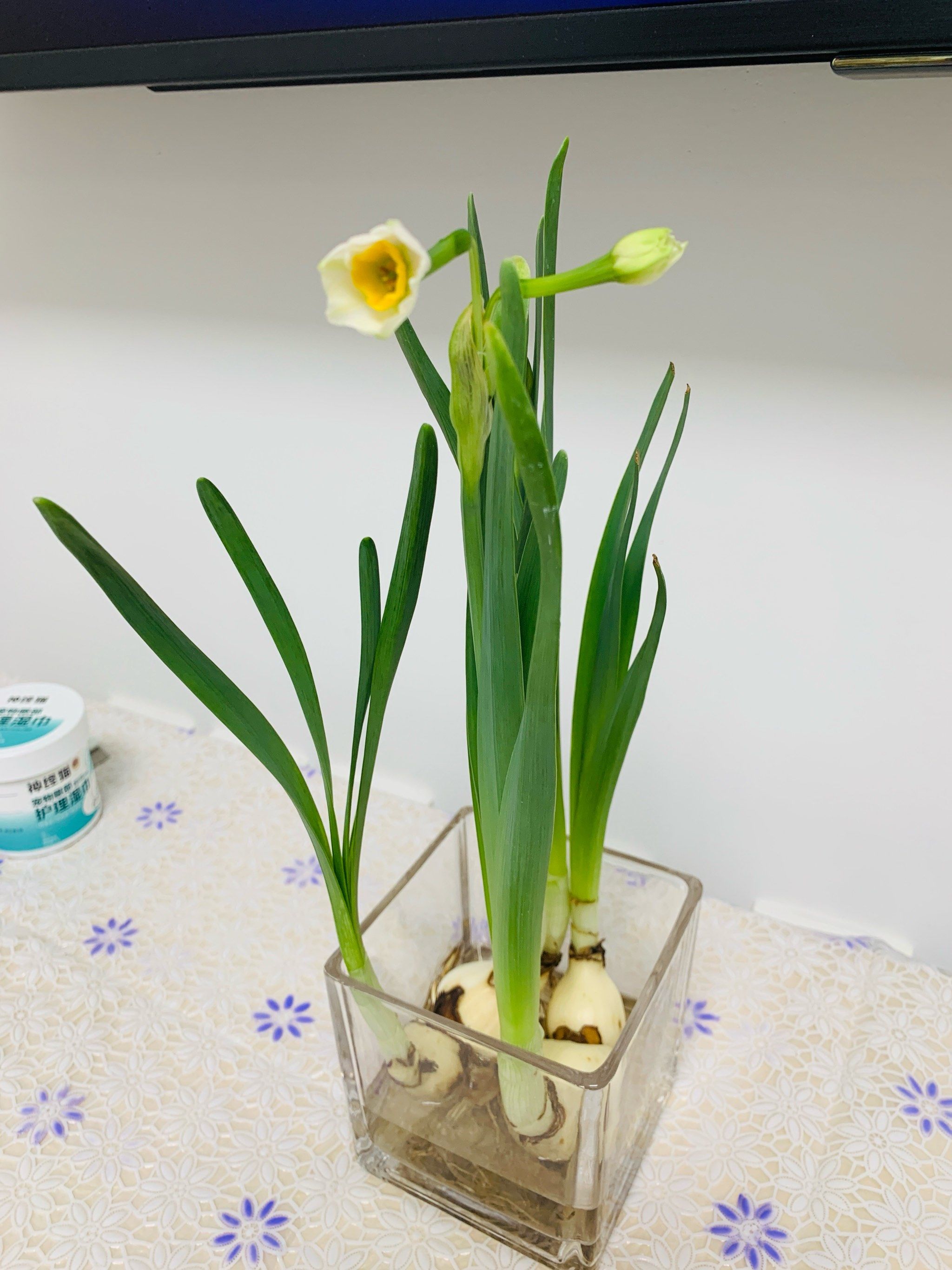 王庆超:水仙花开