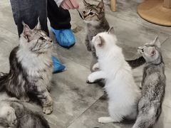 -楼上猫咖(罗湖店)