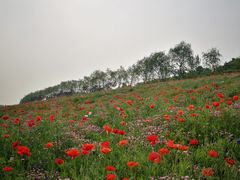 -洨河生态公园