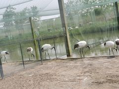 -盐城丹顶鹤湿地生态旅游区