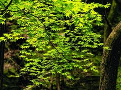 -牛背梁国家森林公园