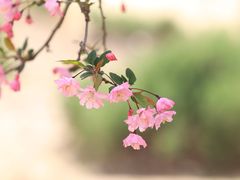 -国家植物园
